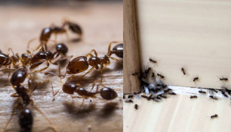 Ants Coming Your Home Astrology