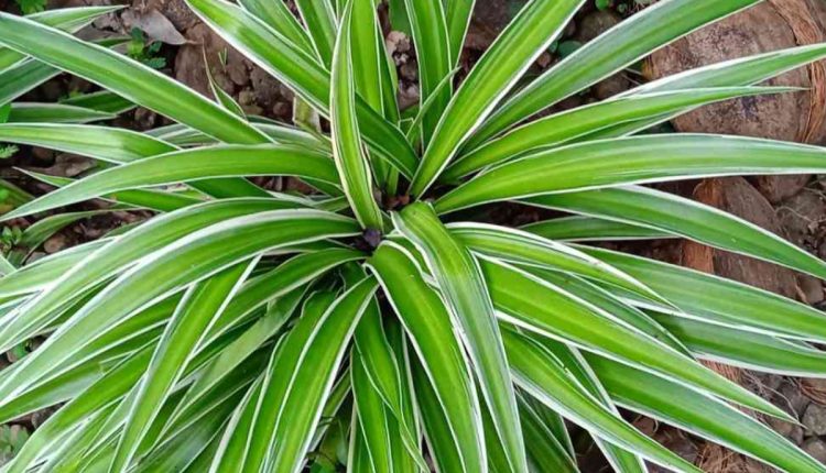 Spider Plant Easy Care Tips