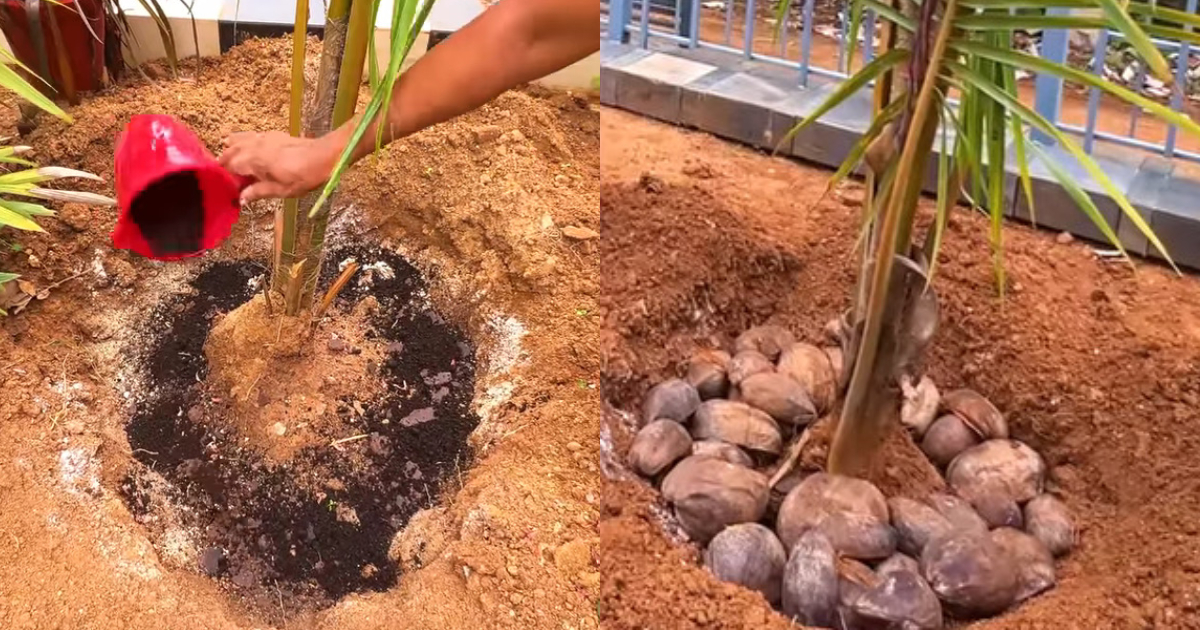 Coconut tree fertilization in Karkidakam