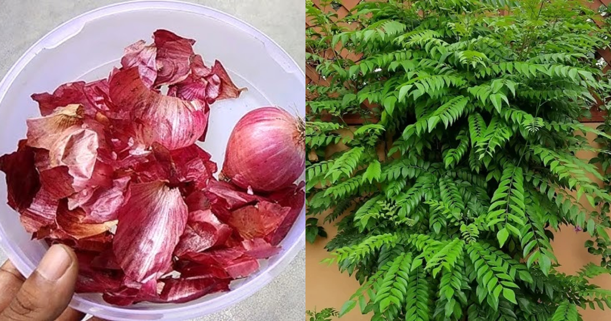 Curry Leaves Cultivation With Onion Peel