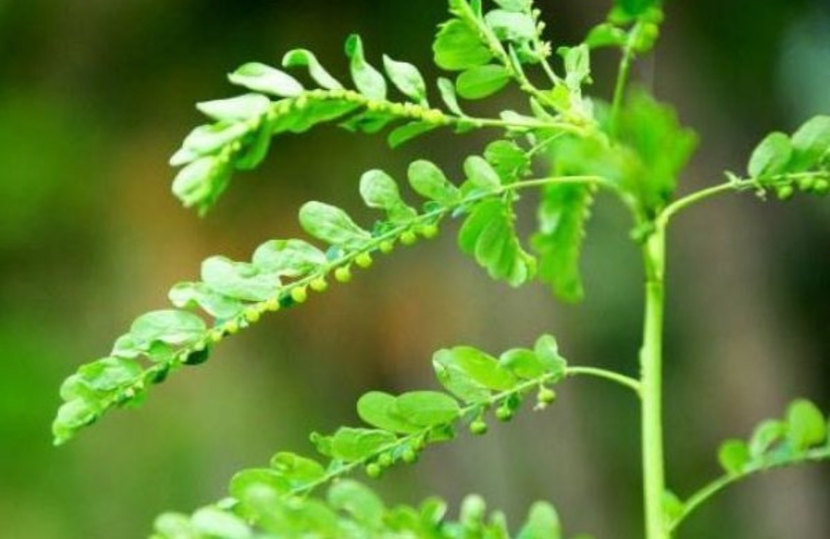 Health Benefits Of Keezharnelli