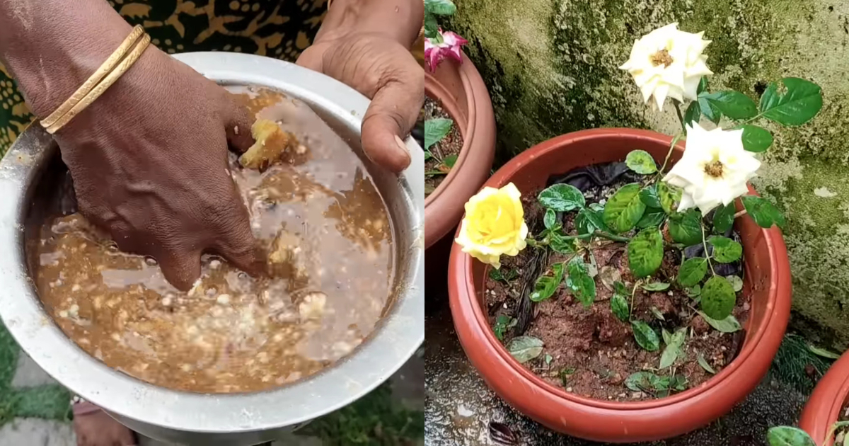 Homemade Fertiliser To Get More Flowers From Rose