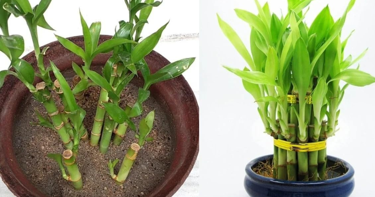 Lucky Bamboo In House Benefits