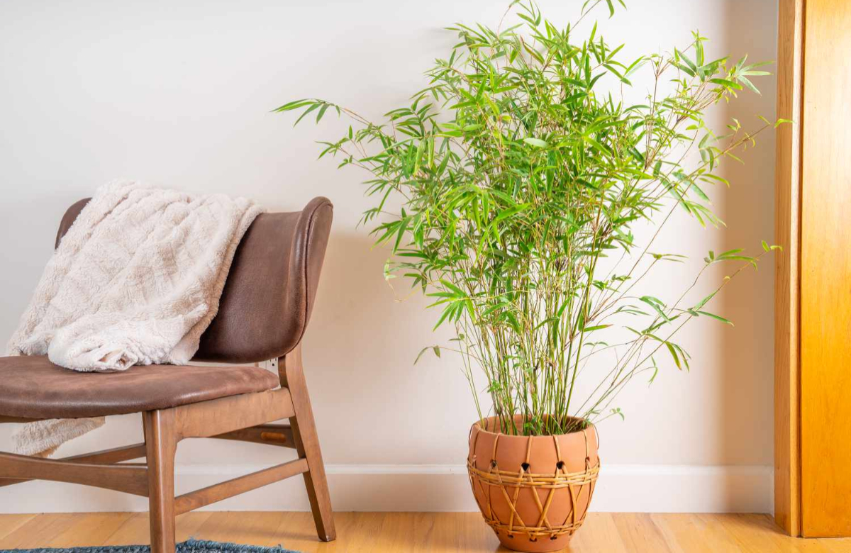  Lucky Bamboo In House Benefits 