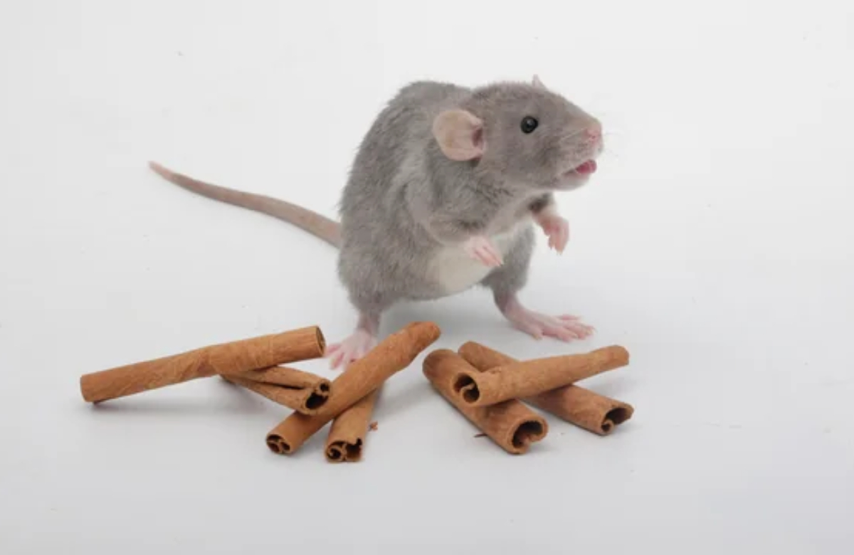 Rat Repellent With Cinnamon Tips
