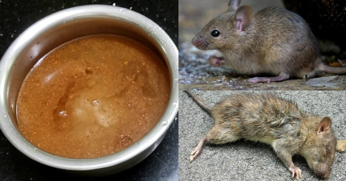 Rat Repellent With Cinnamon Tips