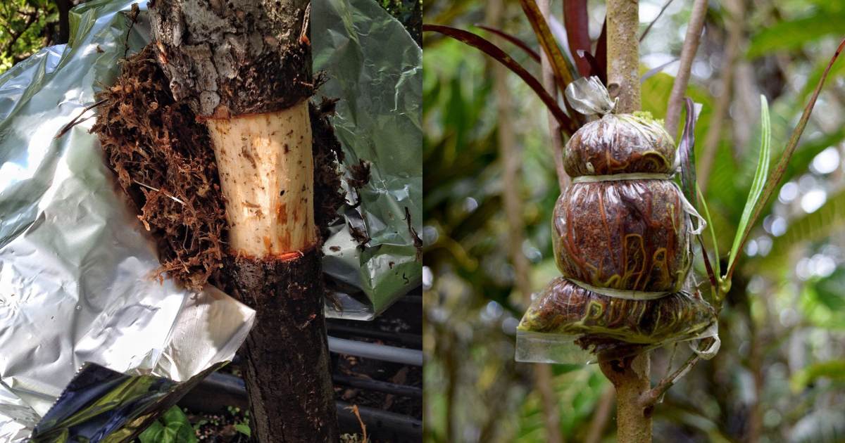 Root Stock Air Layering Technique