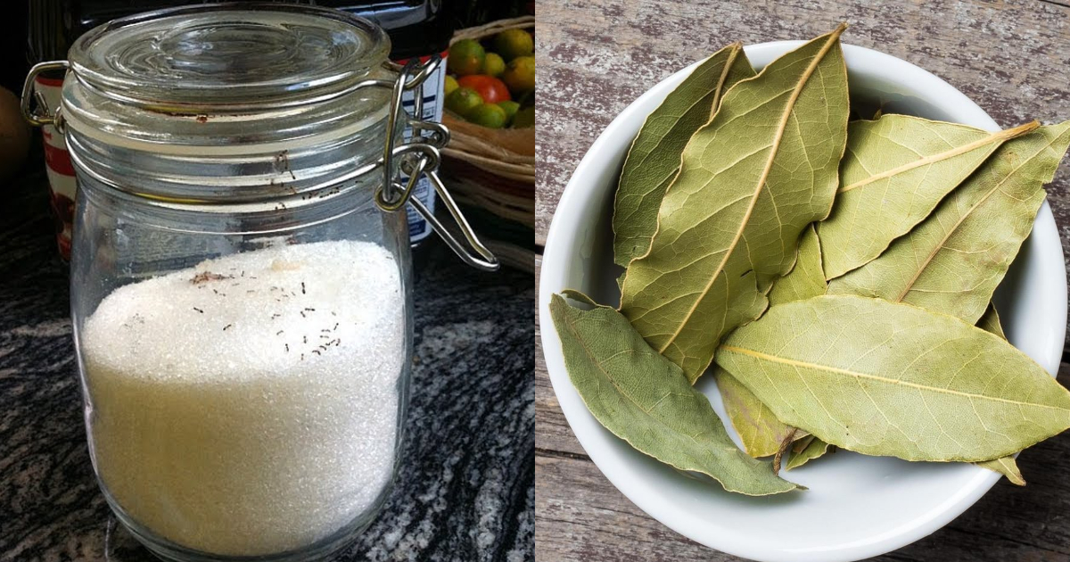 Tips To Get Rid Of Ants From Sugar Container