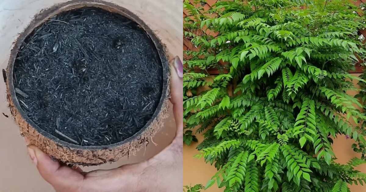 Tips To Grow More Curry Leaves