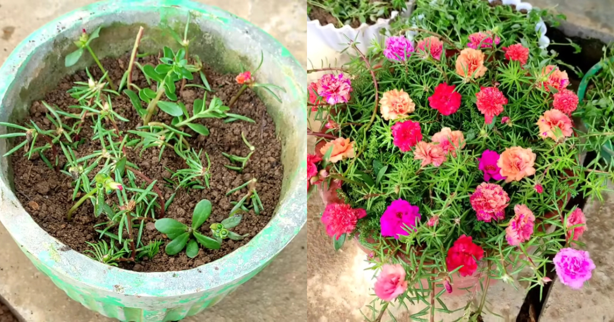 Tips To Plant Pathumani Chedi