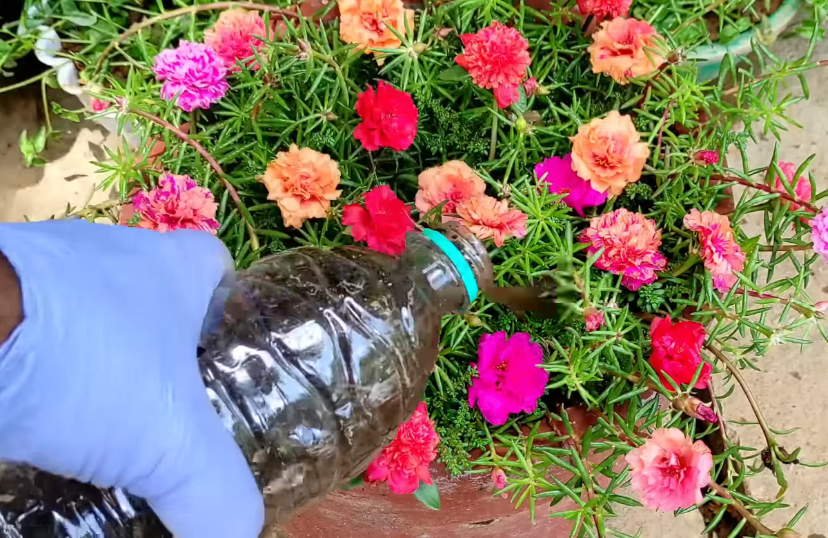 Tips To Plant Pathumani Chedi