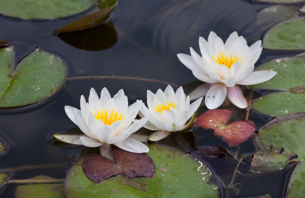Waterlily Planting Tips And Tricks