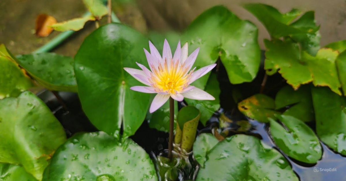 Waterlily Planting Tips And Tricks