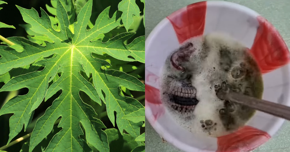 Cleaning Old Mats Using Papaya Leaves