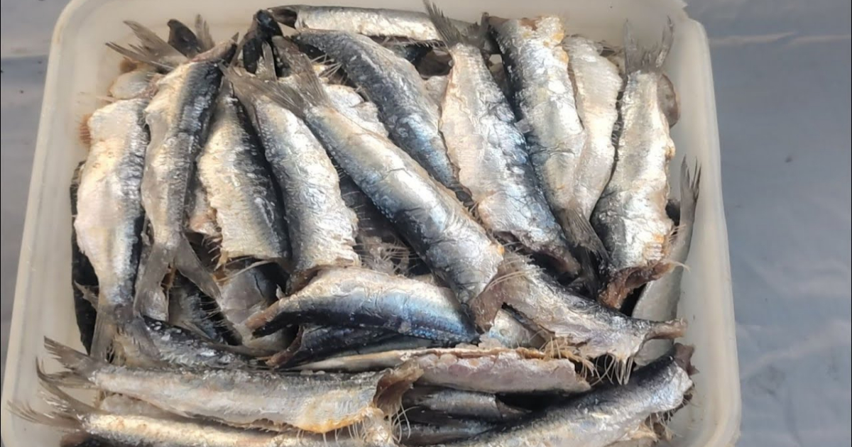 Dried Fish Making At Home