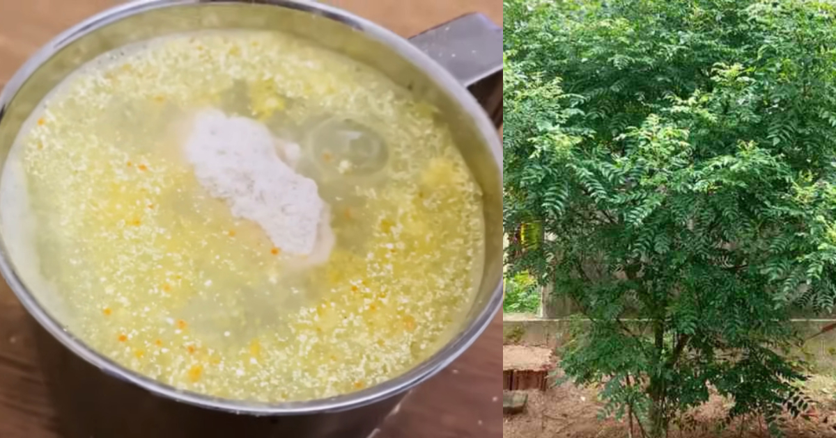 Easy Way To Grow Curry Leaves