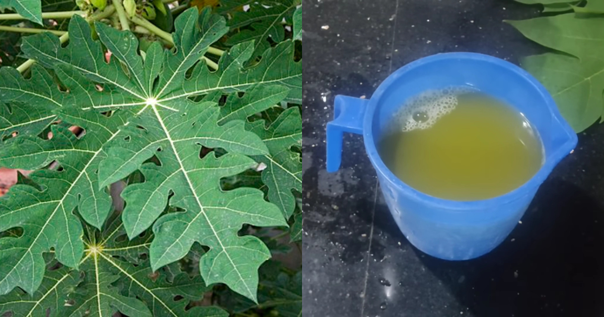 Kitchen Hacks Using Papaya Leaf