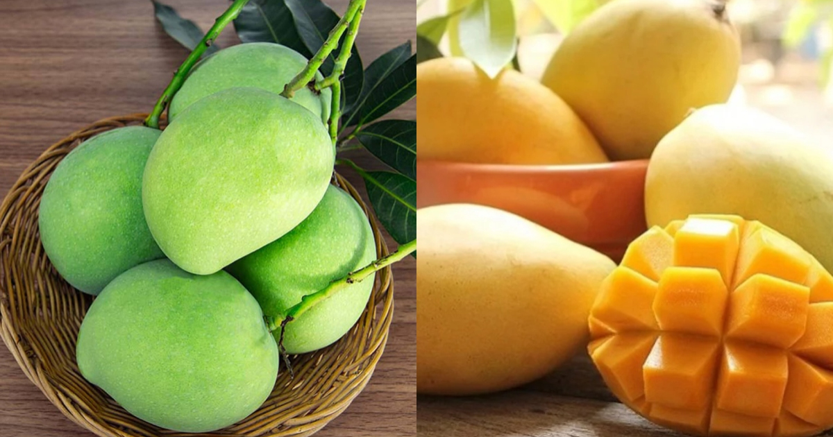 Mango Ripen Without Worm Tips