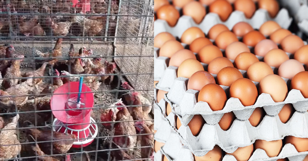 Poultry Farming Easy Methods