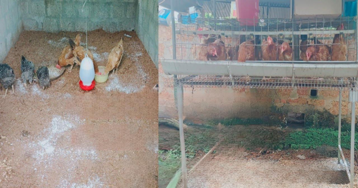 Tip To Reduce Smell Drom Poultry Farm