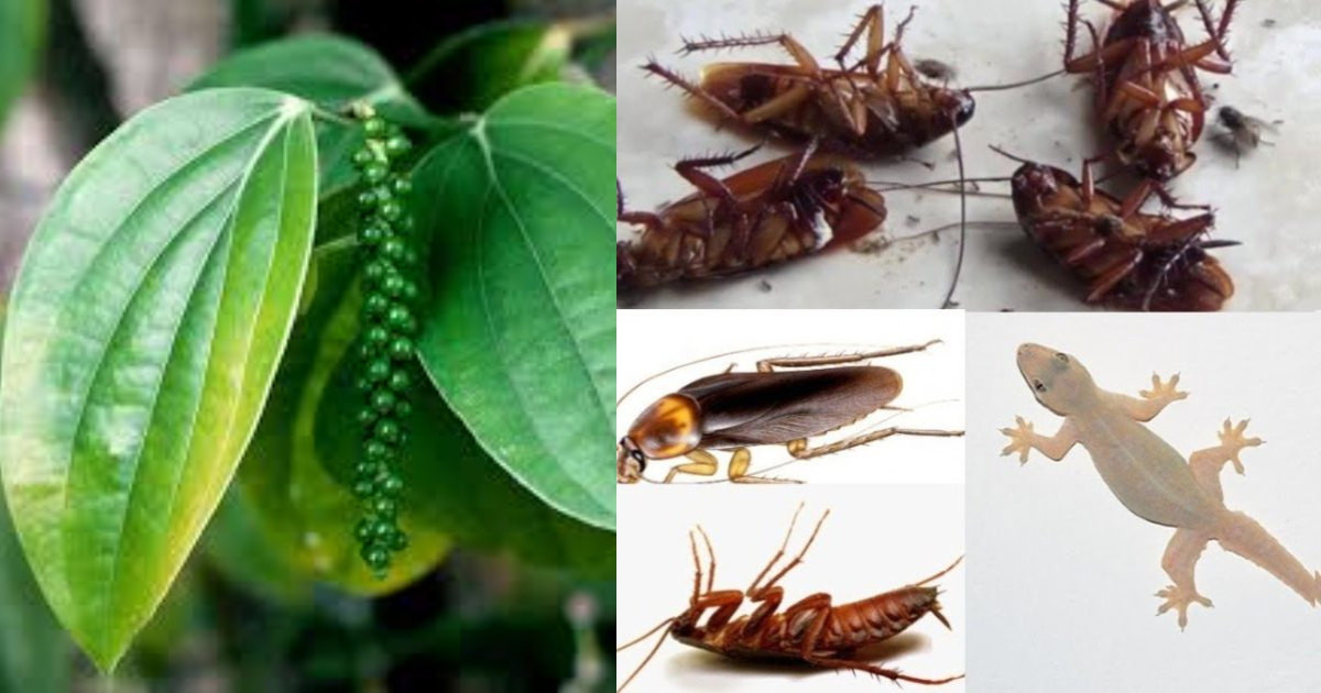 Tips Get Rid Of Reptiles Easly