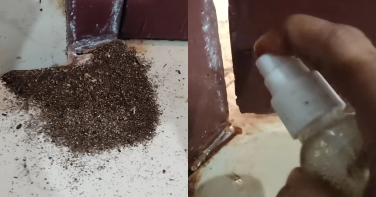 Tips To Get Rid Of Termite Ants
