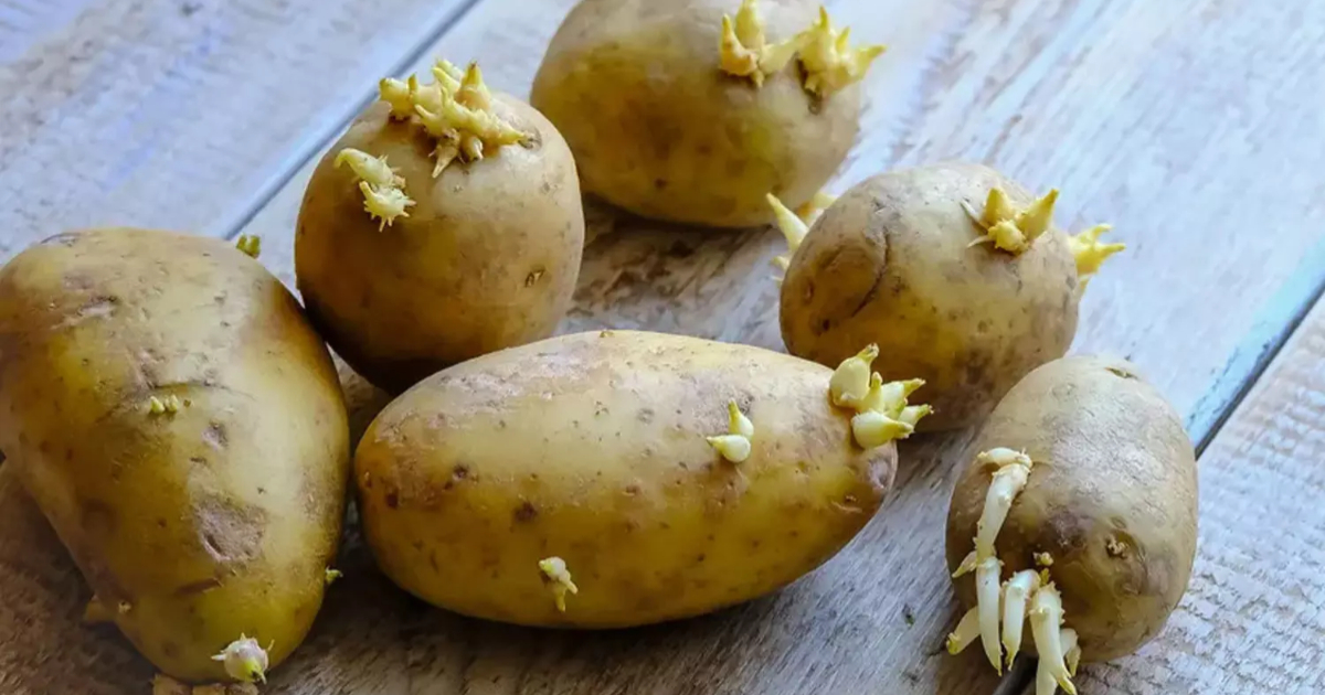 Tips To Use Waste Potato