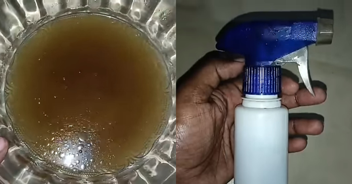 Easy Way To Get Rid Rat In Our House