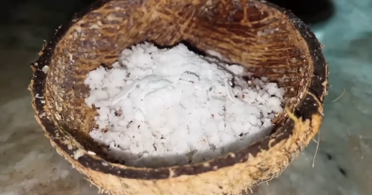 Homemade Rat Lizard Repellent