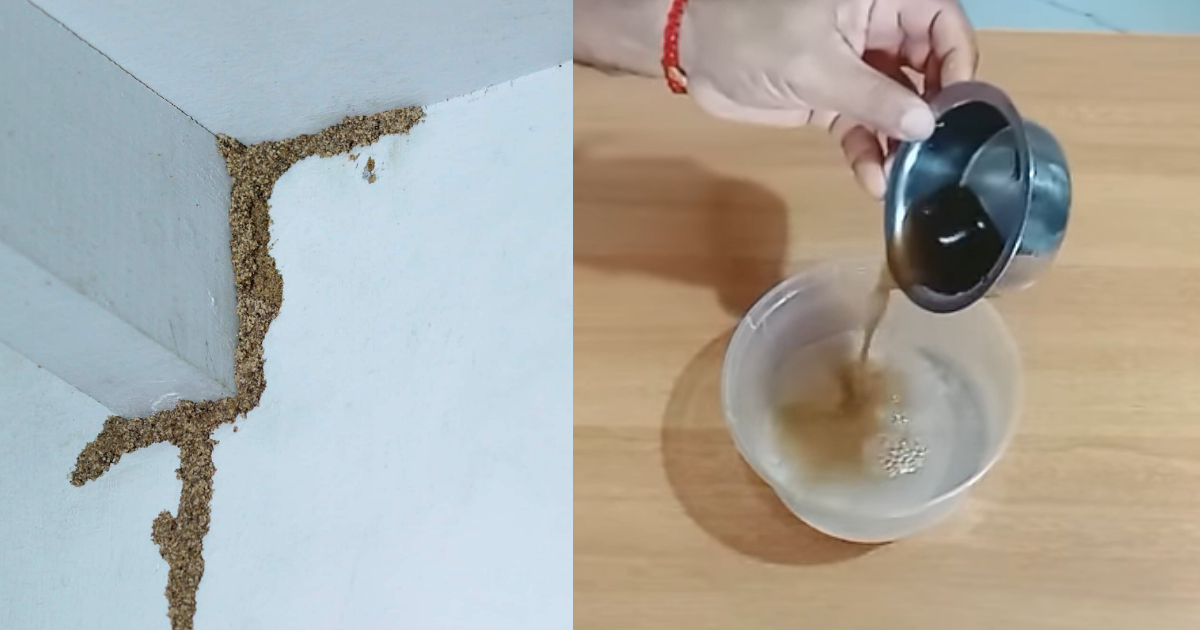 How To Get Rid Termite From Home