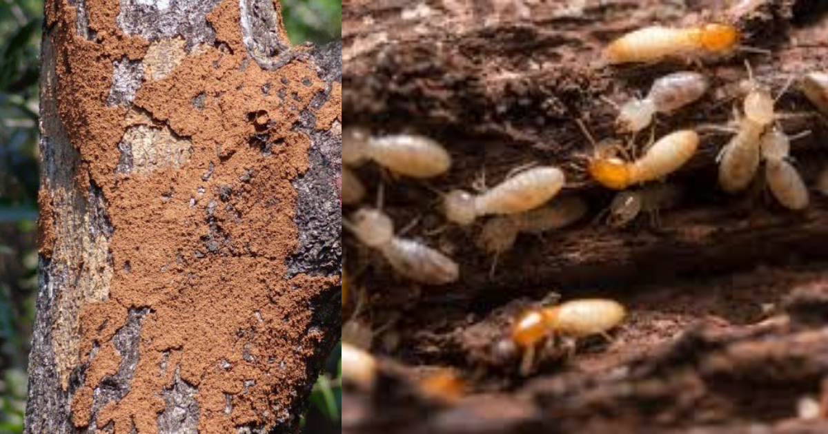 How To Reduce Termite