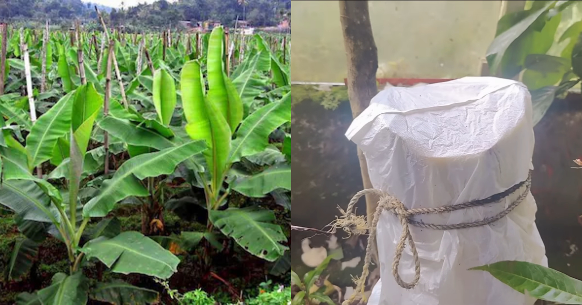 Useful Tips With Banana Plant